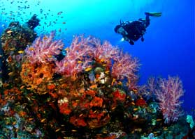Dive to see the Malaysia’s colorful coral reefs