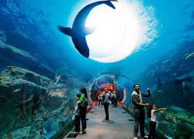 Dubai Aquarium