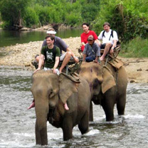 Elephant Trekking