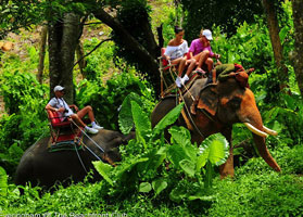 Elephant Trekking (Phuket)