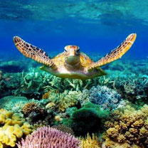 Great Barrier Reef