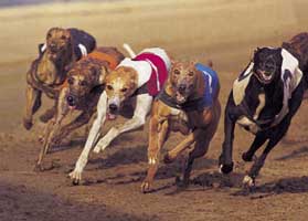 Greyhound Racing