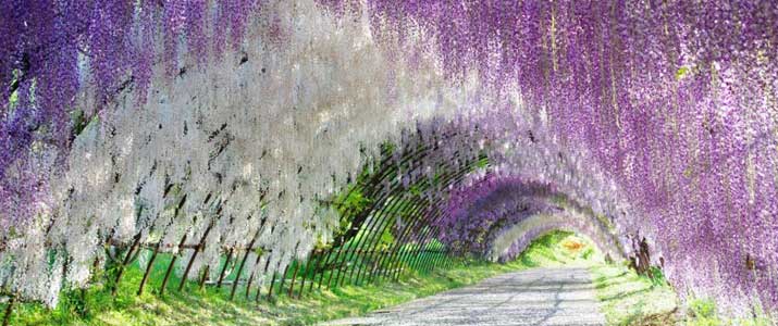 kawachi-fuji-gardens-japan