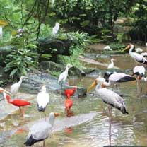 Kuala Lumpur Bird Park