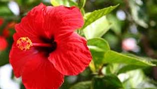mauritian-national-flower