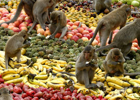 Monkey Buffet