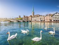 swans-on-zurich-river