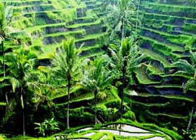 ubud-bali