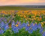 valley-of-flowers-national-park-india